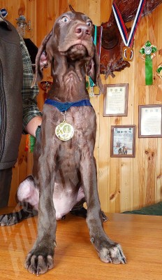 Щенок курцхаар